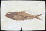 Bargain, Knightia Fossil Fish - Wyoming #60474-1